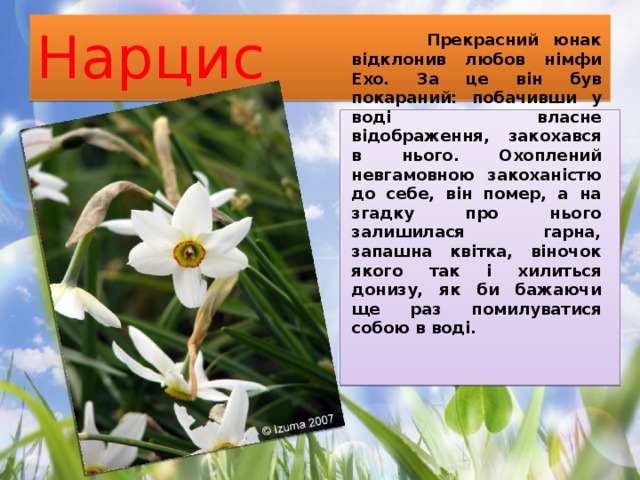 Нарцис  Прекрасний юнак відклонив любов німфи Ехо. За це він був покараний: побачивши у воді власне відображення, закохався в нього. Охоплений невгамовною закоханістю до себе, він помер, а на згадку про нього залишилася гарна, запашна квітка, віночок якого так і хилиться донизу, як би бажаючи ще раз помилуватися собою в воді. 