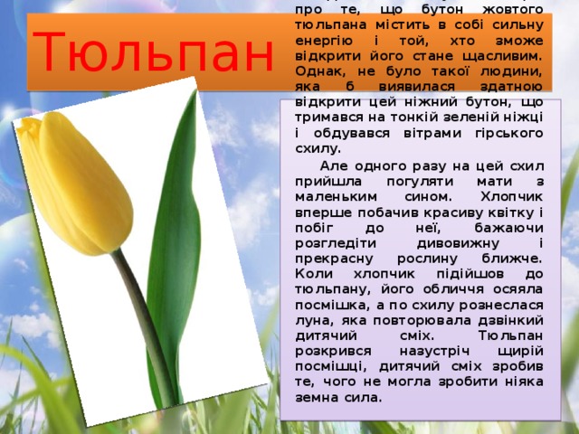 Тюльпан  Довгий час існувало повір'я про те, що бутон жовтого тюльпана містить в собі сильну енергію і той, хто зможе відкрити його стане щасливим. Однак, не було такої людини, яка б виявилася здатною відкрити цей ніжний бутон, що тримався на тонкій зеленій ніжці і обдувався вітрами гірського схилу.  Але одного разу на цей схил прийшла погуляти мати з маленьким сином. Хлопчик вперше побачив красиву квітку і побіг до неї, бажаючи розгледіти дивовижну і прекрасну рослину ближче. Коли хлопчик підійшов до тюльпану, його обличчя осяяла посмішка, а по схилу рознеслася луна, яка повторювала дзвінкий дитячий сміх. Тюльпан розкрився назустріч щирій посмішці, дитячий сміх зробив те, чого не могла зробити ніяка земна сила. 