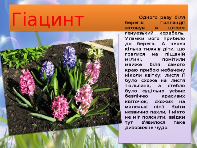 Гіацинт  Одного разу біля берегів Голландії затонув в шторм генуезький корабель. Уламки його прибило до берега. А через кілька тижнів діти, що гралися на піщаній мілині, помітили майже біля самого краю прибою небачену ніколи квітку: листя її було схоже на листя тюльпана, а стебло було суцільно усіяне безліччю красивих квіточок, схожих на маленькі лілії. Квіти незвично пахли, і ніхто не міг пояснити, звідки тут з'явилося таке дивовижне чудо. 