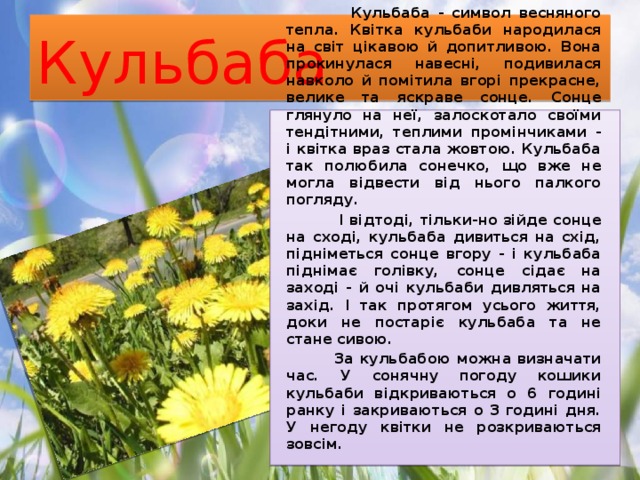 Кульбаба  Кульбаба - символ весняного тепла. Квітка кульбаби народилася на світ цікавою й допитливою. Вона прокинулася навесні, подивилася навколо й помітила вгорі прекрасне, велике та яскраве сонце. Сонце глянуло на неї, залоскотало своїми тендітними, теплими промінчиками - і квітка враз стала жовтою. Кульбаба так полюбила сонечко, що вже не могла відвести від нього палкого погляду.  І відтоді, тільки-но зійде сонце на сході, кульбаба дивиться на схід, підніметься сонце вгору - і кульбаба піднімає голівку, сонце сідає на заході - й очі кульбаби дивляться на захід. І так протягом усього життя, доки не постаріє кульбаба та не стане сивою.  За кульбабою можна визначати час. У сонячну погоду кошики кульбаби відкриваються о 6 годині ранку і закриваються о 3 годині дня. У негоду квітки не розкриваються зовсім. 