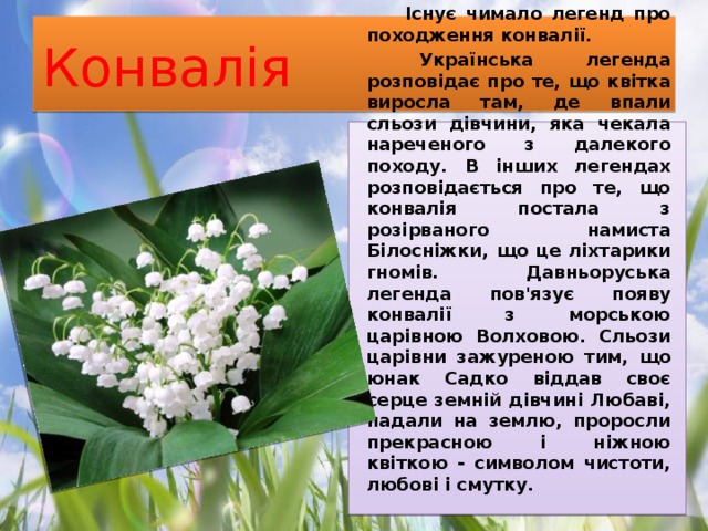 Конвалія  Існує чимало легенд про походження конвалії.  Українська легенда розповідає про те, що квітка виросла там, де впали сльози дівчини, яка чекала нареченого з далекого походу. В інших легендах розповідається про те, що конвалія постала з розірваного намиста Білосніжки, що це ліхтарики гномів. Давньоруська легенда пов'язує появу конвалії з морською царівною Волховою. Сльози царівни зажуреною тим, що юнак Садко віддав своє серце земній дівчині Любаві, падали на землю, проросли прекрасною і ніжною квіткою - символом чистоти, любові і смутку. 