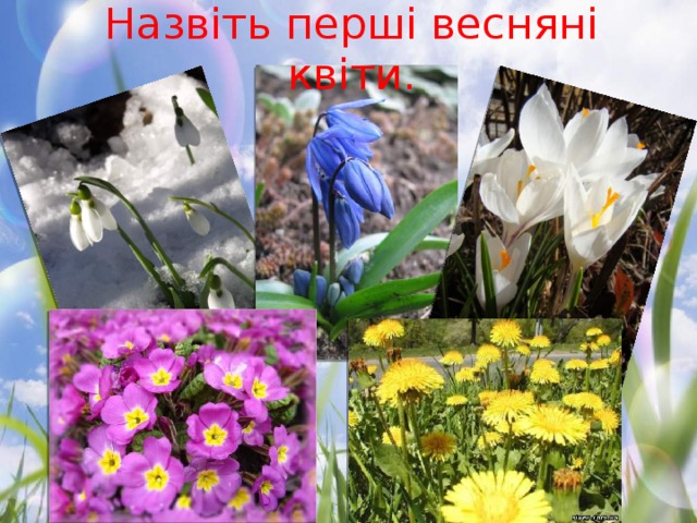 Назвіть перші весняні квіти. 