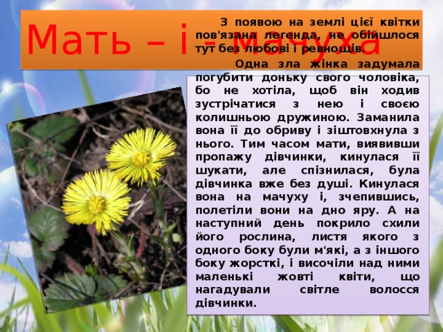 Мать – і - мачуха  З появою на землі цієї квітки пов'язана легенда, не обійшлося тут без любові і ревнощів.  Одна зла жінка задумала погубити доньку свого чоловіка, бо не хотіла, щоб він ходив зустрічатися з нею і своєю колишньою дружиною. Заманила вона її до обриву і зіштовхнула з нього. Тим часом мати, виявивши пропажу дівчинки, кинулася її шукати, але спізнилася, була дівчинка вже без душі. Кинулася вона на мачуху і, зчепившись, полетіли вони на дно яру. А на наступний день покрило схили його рослина, листя якого з одного боку були м'які, а з іншого боку жорсткі, і височіли над ними маленькі жовті квіти, що нагадували світле волосся дівчинки. 