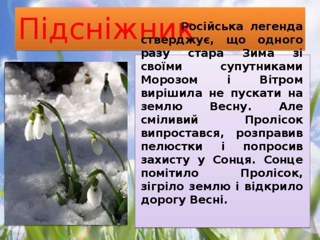 Підсніжник  Російська легенда стверджує, що одного разу стара Зима зі своїми супутниками Морозом і Вітром вирішила не пускати на землю Весну. Але сміливий Пролісок випростався, розправив пелюстки і попросив захисту у Сонця. Сонце помітило Пролісок, зігріло землю і відкрило дорогу Весні. 