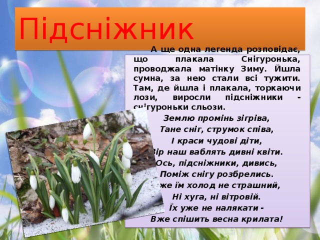 Підсніжник  А ще одна легенда розповідає, що плакала Снігуронька, проводжала матінку Зиму. Йшла сумна, за нею стали всі тужити. Там, де йшла і плакала, торкаючи лози, виросли підсніжники - снігуроньки сльози. Землю промінь зігріва, Тане сніг, струмок співа, І краси чудові діти, Зір наш ваблять дивні квіти. Ось, підсніжники, дивись, Поміж снігу розбрелись. Вже їм холод не страшний, Ні хуга, ні вітровій. Їх уже не налякати - Вже спішить весна крилата! 
