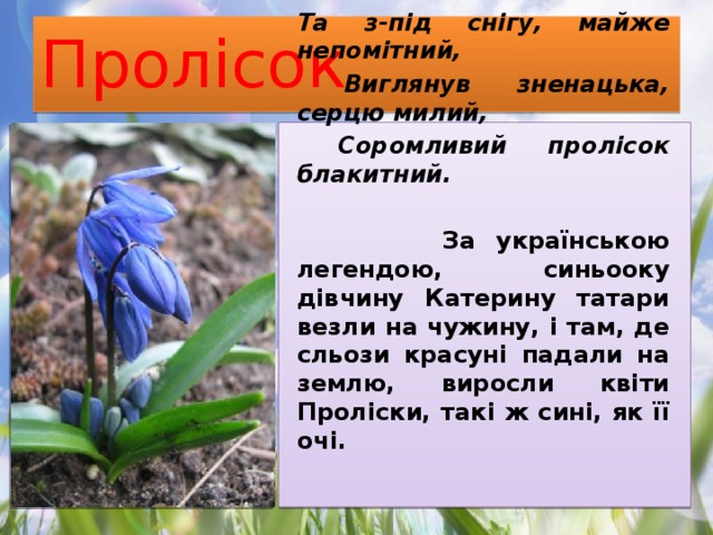 Пролісок  Ще земля в зимових шатах білих, Та з-під снігу, майже непомітний,  Виглянув зненацька, серцю милий,  Соромливий пролісок блакитний.   За українською легендою, синьооку дівчину Катерину татари везли на чужину, і там, де сльози красуні падали на землю, виросли квіти Проліски, такі ж сині, як її очі. 