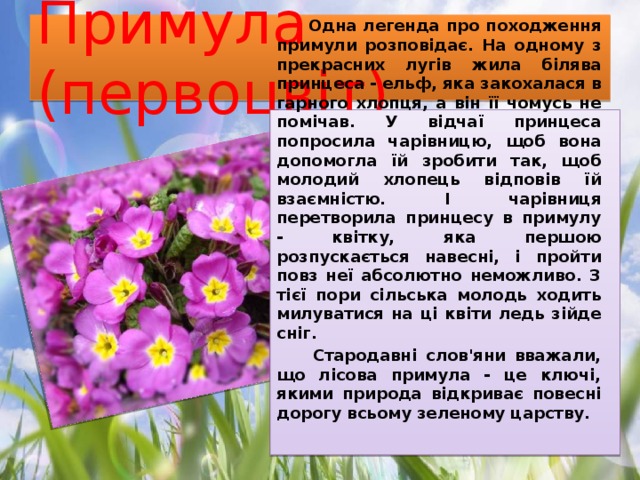 Примула (первоцвіт)  Одна легенда про походження примули розповідає. На одному з прекрасних лугів жила білява принцеса - ельф, яка закохалася в гарного хлопця, а він її чомусь не помічав. У відчаї принцеса попросила чарівницю, щоб вона допомогла їй зробити так, щоб молодий хлопець відповів їй взаємністю. І чарівниця перетворила принцесу в примулу - квітку, яка першою розпускається навесні, і пройти повз неї абсолютно неможливо. З тієї пори сільська молодь ходить милуватися на ці квіти ледь зійде сніг.  Стародавні слов'яни вважали, що лісова примула - це ключі, якими природа відкриває повесні дорогу всьому зеленому царству. 