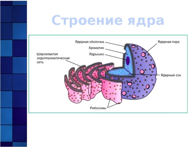 Соотнесите объекты с их обозначениями на рисунке ядрышко митохондрия ядерная пора