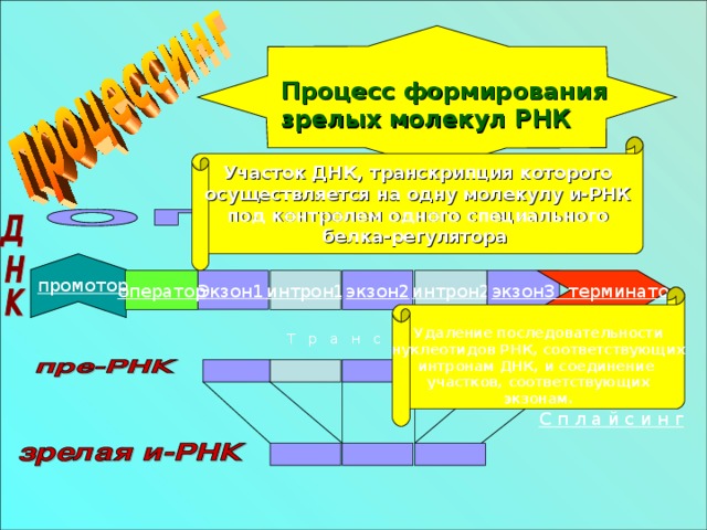 Перевод наследственной информации из последовательности  кодонов ДНК в последовательность кодонов и-РНК .  Осуществляется путём матричного синтеза и-РНК на одной из цепей ДНК. Перевод информации  из последовательности кодонов и-РНК в последовательность аминокислот полдипептидной цепи