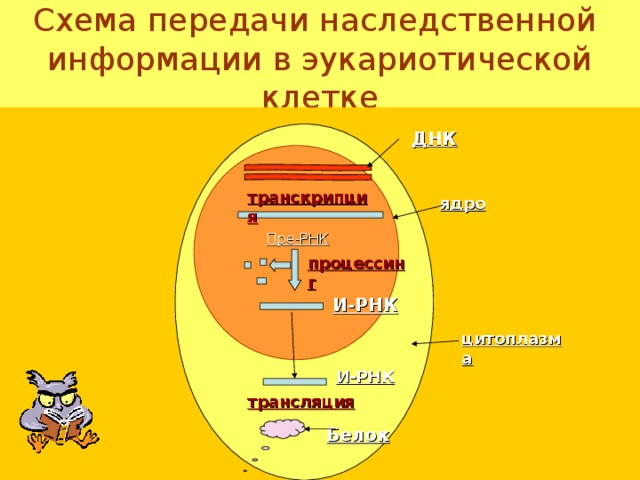 А-А-Ц У-У-А Г-У-А  А-А-А У-А-Ц У-У-У—Ц-А-У—У-У-Г--А-А-У—А-У-Г--Г-Ц-А—Ц-Г-Г—А-Ц-У ---- Мет- R R H H  Т-РНК, которая принесла аминокислоту метионин покидает рибосому, а т-РНК с аминокислотой лейцин перемещается в пептидильный центр, рибосома передвигается относительно и-РНК, и в рибосому поступает новая т-РНК со своей аминокислотой и в случае её комплементарности триплету в аминоацильном центре между этой аминокислотой и лейцином вновь образуется пептидная связь, а пептид увеличится ещё на одну аминокислоту. Дальнейшее удлинение пептидной цепочки происходит путём повторения предыдущих действий. H N С N С C H C H O O 11