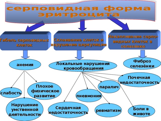 Самовоспроизведение и самореализация – это следствие взаимодействия нуклеиновых кислот и белков. Генетическая информация записанная в ДНК, структурно имеет линейный характер; она преобразуется в трёхмерную информацию при синтезе белков. Трёхмерная структура самой клетки, её компонентов и процессов есть результат влияния трёхмерной информации белков.