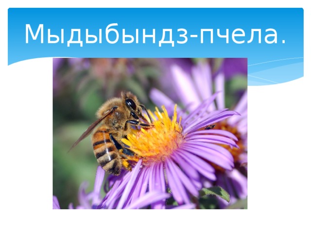Мыдыбындз-пчела. 