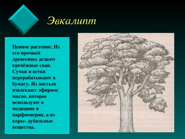  Эвкалипт Ценное растение. Из его прочной древесины делают крепёжные сваи. Сучки и ветки перерабатывают в бумагу. Из листьев извлекают эфирное масло, которое используют в медицине и парфюмерии, а из коры- дубильные вещества.   