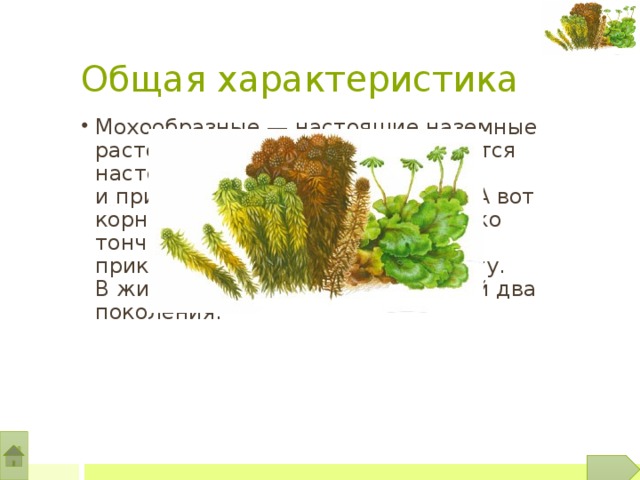 Что такое мох 3 класс - фото