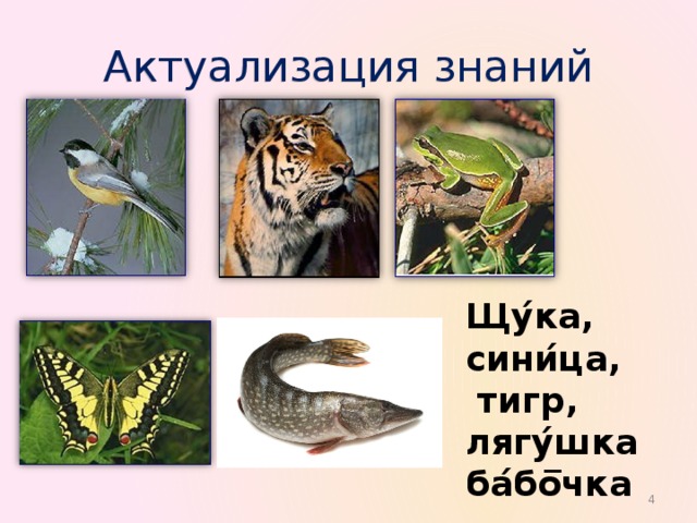 Актуализация знаний Щу ́ ка, сини ́ ца,  тигр, лягу ́ шка ба ́ бо ̅ чка    