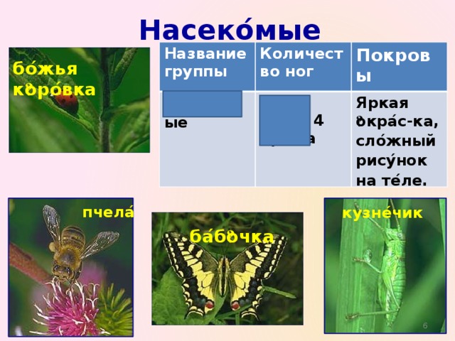 Насеко ́ мые Название группы Насеко ́ мые Количество ног Покровы 6 ног Яркая ͞ окра ́ с-ка,  сло ́ жный рису ́ нок на те ́ ле. 2 или 4 крыла   бо ́ жья к ͞ оро ́ вка пчела ́ кузне ́ чик ба ́ б ͞ очка  