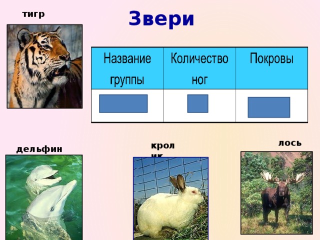 Звери тигр лось кролик дельфин  