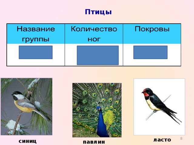 Птицы   ласточка синица павлин 