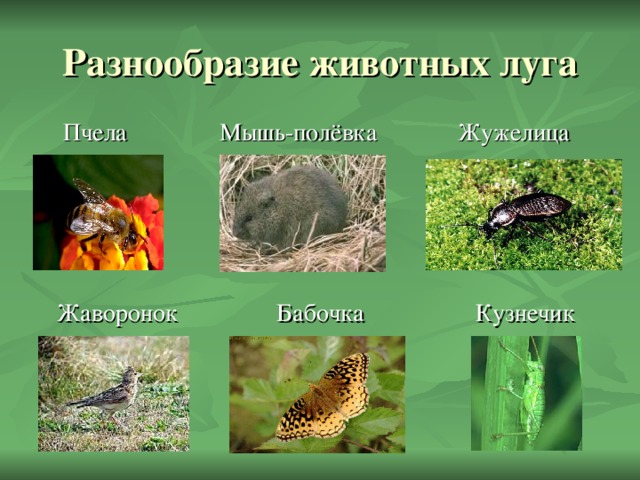  Пчела Мышь-полёвка Жужелица  Жаворонок Бабочка Кузнечик 