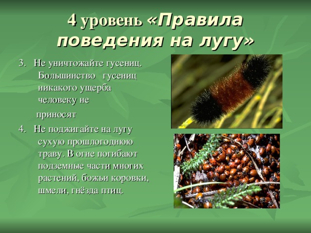 4 уровень «Правила поведения на лугу» 3. Не уничтожайте гусениц. Большинство гусениц никакого ущерба человеку не  приносят 4. Не поджигайте на лугу сухую прошлогоднюю траву. В огне погибают подземные части многих растений, божьи коровки, шмели, гнёзда птиц. 