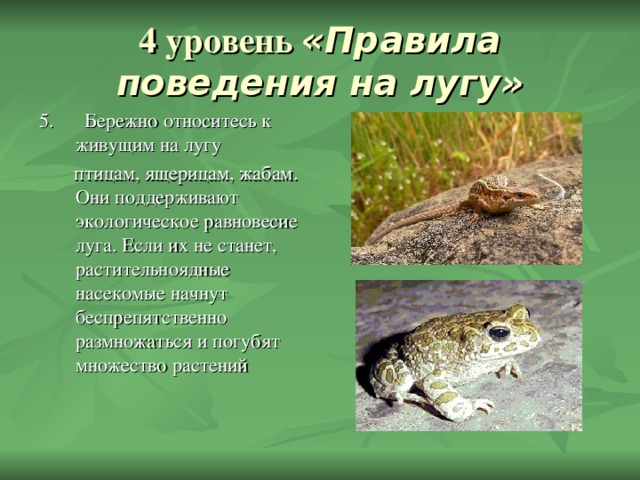 4 уровень «Правила поведения на лугу»  5. Бережно относитесь к живущим на лугу  птицам, ящерицам, жабам. Они поддерживают экологическое равновесие луга. Если их не станет, растительноядные насекомые начнут беспрепятственно размножаться и погубят множество растений 