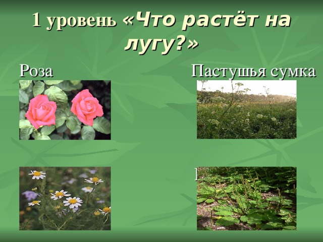«Что растёт на лугу?» Роза Пастушья сумка Ромашка Подорожник 