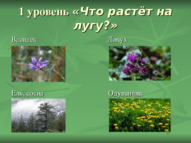 «Что растёт на лугу?» Василёк Лопух Ель, сосна Одуванчик 