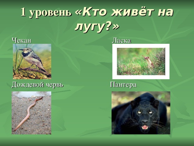 «Кто живёт на лугу?» Чекан Ласка Дождевой червь Пантера 