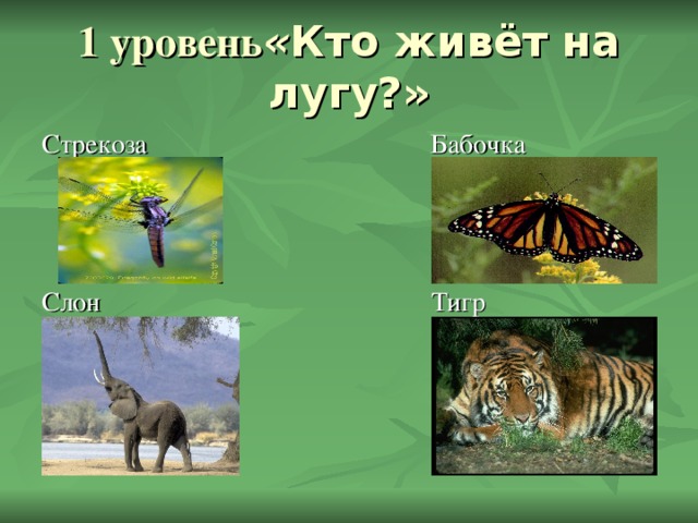 « Кто живёт на лугу?» Стрекоза Бабочка Слон Тигр 