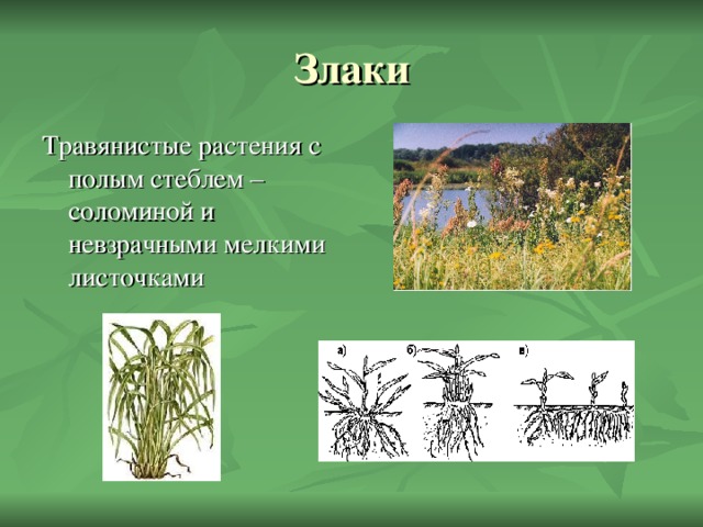 Травянистые растения с полым стеблем – соломиной и невзрачными мелкими листочками 
