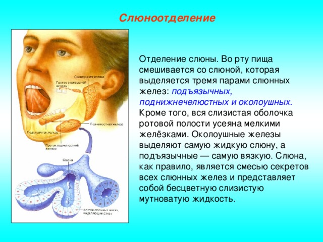 Слюноотделение Отделение слюны. Во рту пища смешивается со слюной, которая выделяется тремя парами слюнных желез: подъязычных, поднижнечелюстных и околоушных. Кроме того, вся слизистая оболочка ротовой полости усеяна мелкими желёзками. Околоушные железы выделяют самую жидкую слюну, а подъязычные — самую вязкую. Слюна, как правило, является смесью секретов всех слюнных желез и представляет собой бесцветную слизистую мутноватую жидкость.