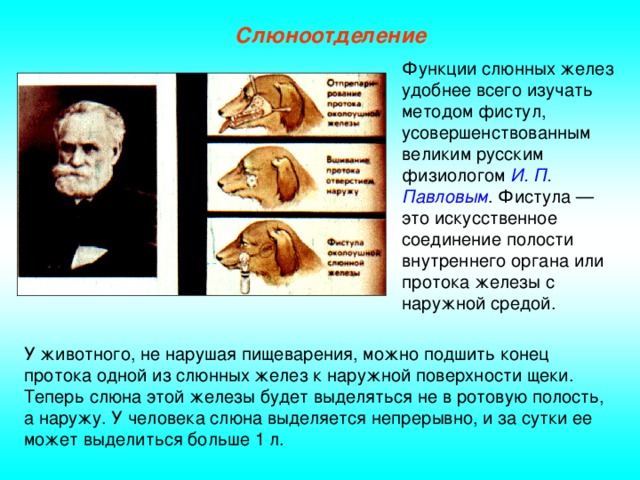 Слюноотделение Функции слюнных желез удобнее всего изучать методом фистул, усовершенствованным великим русским физиологом И. П. Павловым . Фистула — это искусственное соединение полости внутреннего органа или протока железы с наружной средой. У животного, не нарушая пищеварения, можно подшить конец протока одной из слюнных желез к наружной поверхности щеки. Теперь слюна этой железы будет выделяться не в ротовую полость, а наружу. У человека слюна выделяется непрерывно, и за сутки ее может выделиться больше 1 л.