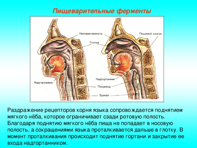 Пищеварительные ферменты Раздражение рецепторов корня языка сопровождается поднятием мягкого нёба, которое ограничивает сзади ротовую полость. Благодаря поднятию мягкого нёба пища не попадает в носовую полость, а сокращениями языка проталкивается дальше в глотку. В момент проталкивания происходит поднятие гортани и закрытие ее входа надгортанником.