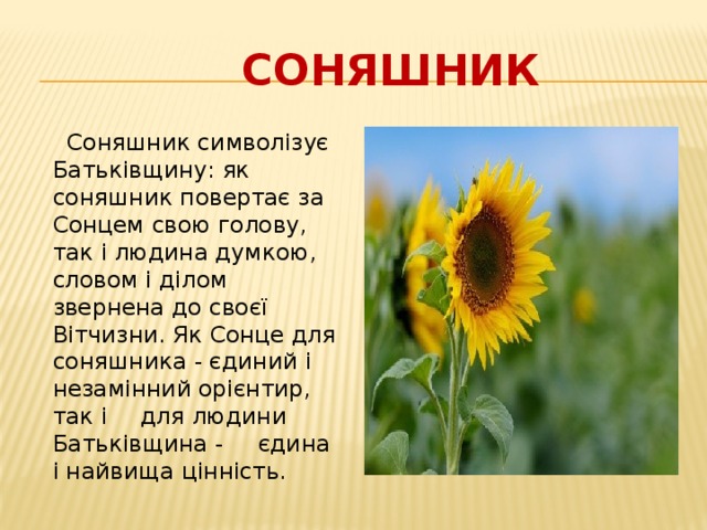  Соняшник  Соняшник символізує Батьківщину: як соняшник повертає за Сонцем свою голову, так і людина думкою, словом і ділом звернена до своєї Вітчизни. Як Сонце для     соняшника - єдиний і     незамінний орієнтир, так і    для людини Батьківщина -    єдина і найвища цінність. 