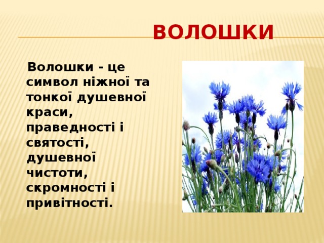  Волошки  Волошки - це символ ніжної та тонкої душевної краси, праведності і святості, душевної чистоти, скромності і привітності. 