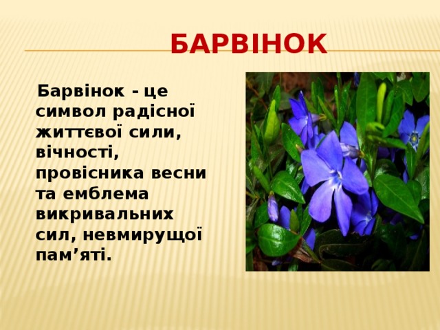  Барвінок  Барвінок - це символ радісної життєвої сили, вічності, провісника весни та емблема викривальних сил, невмирущої пам’яті. 