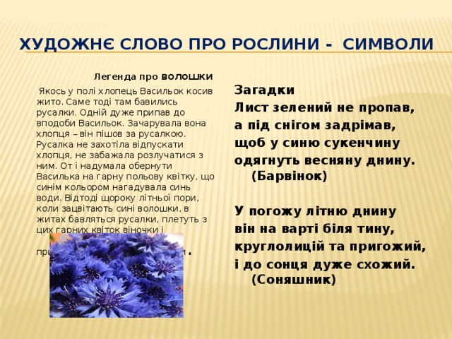 Художнє слово про рослини - символи  Легенда про волошки  Якось у полі хлопець Васильок косив жито. Саме тоді там бавились русалки. Одній дуже припав до вподоби Васильок. Зачарувала вона хлопця – він пішов за русалкою. Русалка не захотіла відпускати хлопця, не забажала розлучатися з ним. От і надумала обернути Василька на гарну польову квітку, що синім кольором нагадувала синь води. Відтоді щороку літньої пори, коли зацвітають сині волошки, в житах бавляться русалки, плетуть з цих гарних квіток віночки і прикрашають ними свої голівки . Загадки Лист зелений не пропав, а під снігом задрімав, щоб у синю сукенчину одягнуть весняну днину. (Барвінок)  У погожу літню днину він на варті біля тину, круглолицій та пригожий, і до сонця дуже схожий. (Соняшник)  