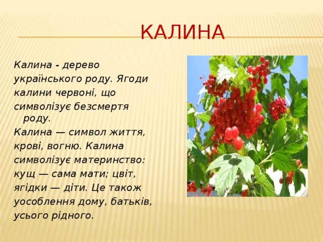 При долине кущ калины