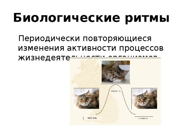 Биологические ритмы Периодически повторяющиеся изменения активности процессов жизнедеятельности организмов 