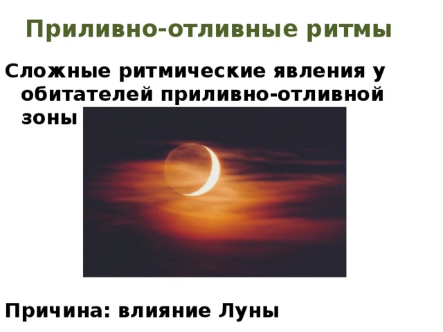 Приливно-отливные ритмы Сложные ритмические явления у обитателей приливно-отливной зоны       Причина: влияние Луны 