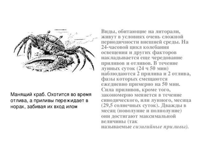 Виды, обитающие на литорали, живут в условиях очень сложной периодичности внешней среды. На 24-часовой цикл колебания освещения и других факторов накладывается еще чередование приливов и отливов. В течение лунных суток (24 ч 50 мин) наблюдаются 2 прилива и 2 отлива, фазы которых смещаются ежедневно примерно на 50 мин. Сила приливов, кроме того, закономерно меняется в течение синодического, или лунного, месяца (29,5 солнечных суток). Дважды в месяц (новолуние и полнолуние) они достигают максимальной величины (так называемые  сизигийные приливы). Манящий краб. Охотится во время отлива, а приливы пережидает в норах, забивая их вход илом 