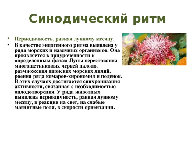 Синодический ритм Периодичность, равная лунному месяцу. В качестве эндогенного ритма выявлена у ряда морских и наземных организмов. Она проявляется в приуроченности к определенным фазам Луны нерестования многощетинковых червей палоло, размножения японских морских лилий, роения ряда комаров-хирономид и поденок. В этих случаях достигается синхронизация активности, связанная с необходимостью оплодотворения. У ряда животных выявлена периодичность, равная лунному месяцу, в реакции на свет, на слабые магнитные поля, в скорости ориентации. 