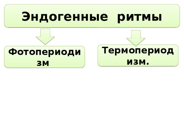  Эндогенные ритмы  Термопериодизм. Фотопериодизм 