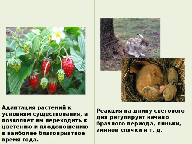                                 Адаптация растений к условиям существования, и позволяет им переходить к цветению и плодоношению в наиболее благоприятное время года. Реакция на длину светового дня регулирует начало брачного периода, линьки, зимней спячки и т. д. 