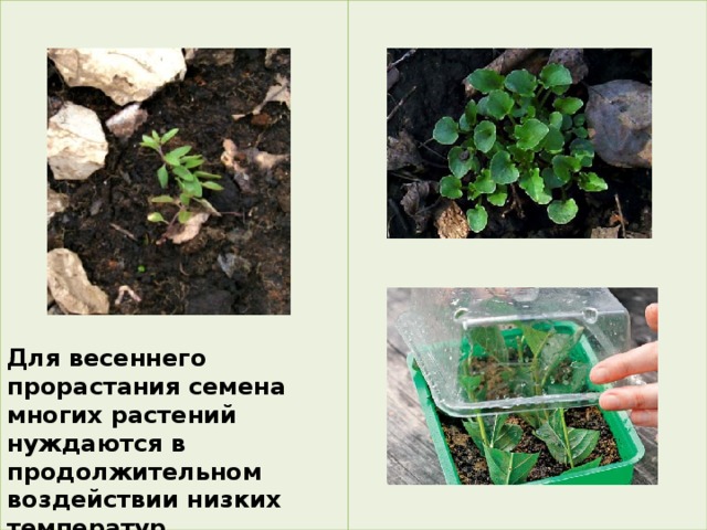                Для весеннего прорастания семена многих растений нуждаются в продолжительном воздействии низких температур. 