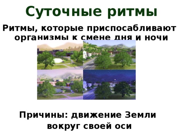 Суточные ритмы Ритмы, которые приспосабливают организмы к смене дня и ночи       Причины: движение Земли вокруг своей оси 