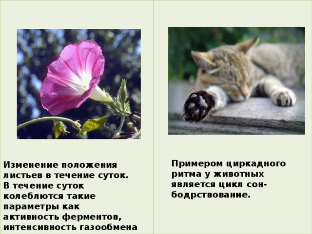 Примером циркадного ритма у животных является цикл сон-бодрствование. Изменение положения листьев в течение суток. В течение суток колеблются такие параметры как активность ферментов, интенсивность газообмена и фотосинтетическая активность 