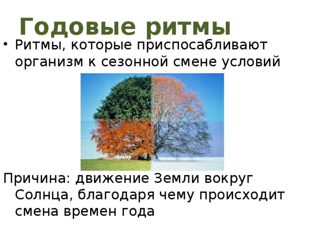 Ритмичность в биологии рисунок