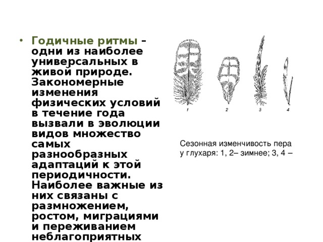 Годичные ритмы – одни из наиболее универсальных в живой природе. Закономерные изменения физических условий в течение года вызвали в эволюции видов множество самых разнообразных адаптаций к этой периодичности. Наиболее важные из них связаны с размножением, ростом, миграциями и переживанием неблагоприятных периодов года Сезонная изменчивость пера у глухаря: 1, 2– зимнее; 3, 4 – 