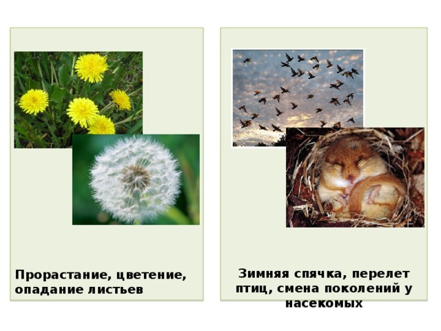                              Зимняя спячка, перелет птиц, смена поколений у насекомых   Прорастание, цветение, опадание листьев  